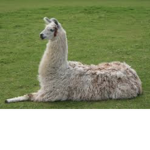 The Official Llamas United