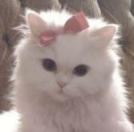 catz are cool