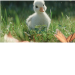 The Duckyz Group