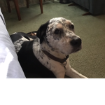That dog:o is sooooooooooo CUTE