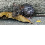 The_Rats_Cult