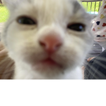 Themashpotato