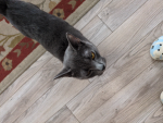 What dose a cat say!? Meow