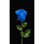 Blue_roses <3