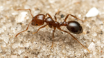 The fire ant gang