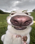 Mangoose's UGC