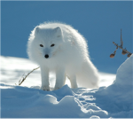 Alaskan Devils