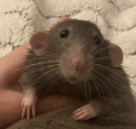 MossyMushr00ms group