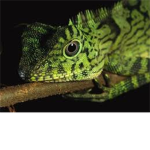 Reptile Club