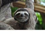 Save The Sloths!