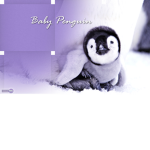 Baby Penguin_Darcy