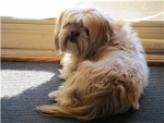 dolly