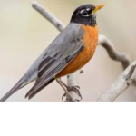 ROBIN ROBIN ROBINNNNNNNN!