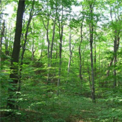forest skybox