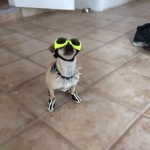 Gangster dogo s group