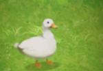Duckieshangouts