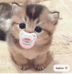 the koala gang join if you like koalas