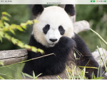 panda corporations