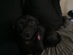 My dog has a staring problem