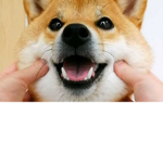 cake蛋糕dog狗