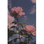 Rose&Lisa