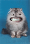 Scary Catz