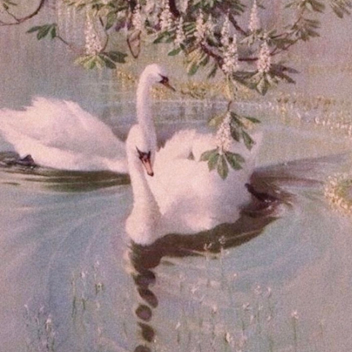 ˚｡ ઇଓ I <3 fawns & swans