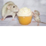 #CUPCAKE ARMY