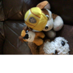 Puppy dog is cute