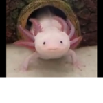 Animal people that love all animals