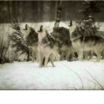 TheWildWolfPack