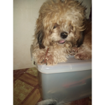shih tzu fang group
