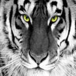 El Tigre 0_0 y mis cracks, tifones, maquinas y n 1