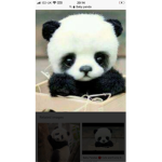 Da Panda Mania