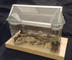 The Insectarium