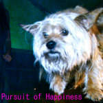 | Pursuit of Happiness |