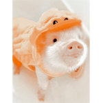 Imapig