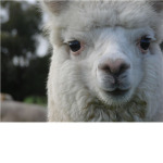 LEGION OF THE ALPACA