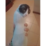Ju gue mos <3