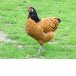 chickens are the best !!!!
