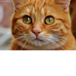 The Cat Neighbourhood!