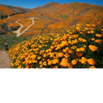 +The Pixie Meadow+