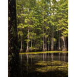Swamp Dudes