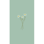 Peaceful Daisy’s