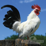 Wholesome Chickens
