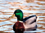 QUACKandDucks
