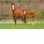 horse and foal lovers