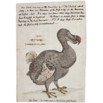 dodo's unite