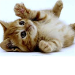Kitten Group