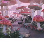 Mushroom gang x